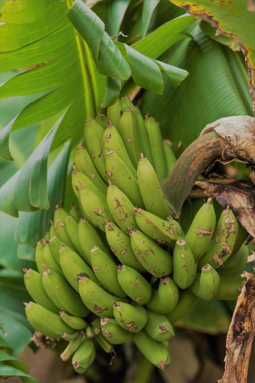 Herdade Do Ananas Понта Делгада Екстериор снимка