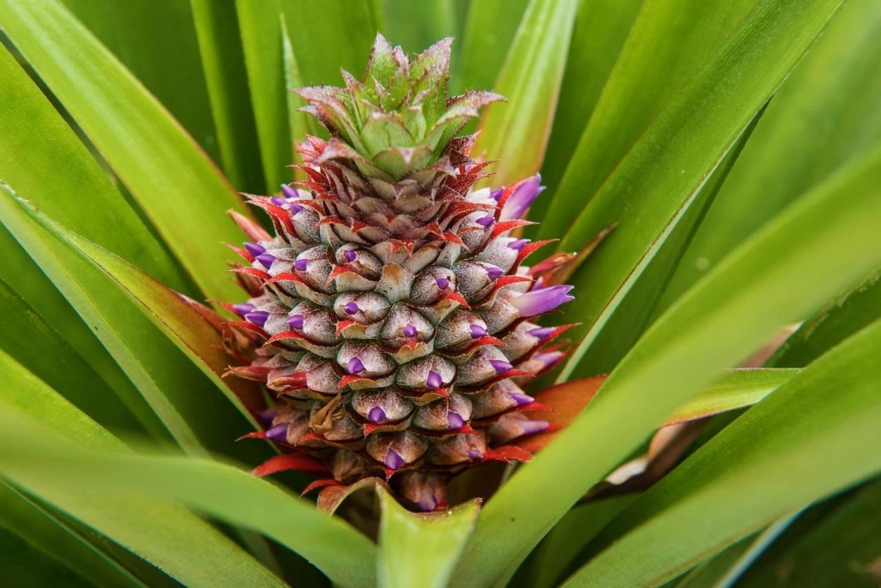 Herdade Do Ananas Понта Делгада Екстериор снимка